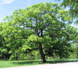 Tree, a state symbol; White Oak