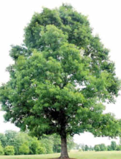 Illinois State Native Tree: White Oak