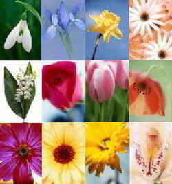 Birthstone Flower Chart