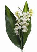 Lily of the Valley