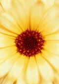 Calendula