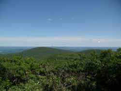 Mt. Frissell, on south slope: 2,380 feet