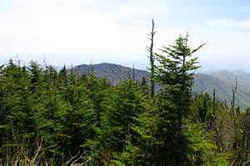 Clingmans Dome: 6,643 feet