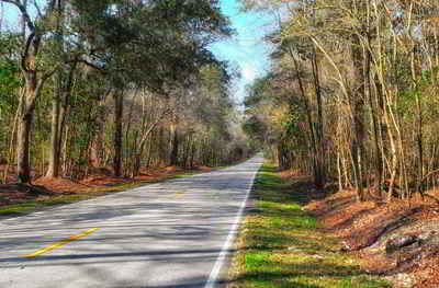 South Carolina Landscape