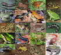 Colorado State Amphibian: Western Tiger Salamander