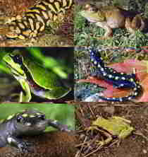 State Reptiles