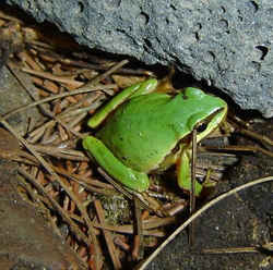 State Symbol: Arizona State Amphibian: Arizona Tree Frog
