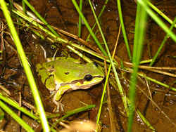 State Symbol: Arizona State Amphibian: Arizona Tree Frog