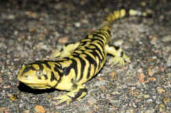 State Symbol: Kansas State Amphibian: Barred Tiger Salamander