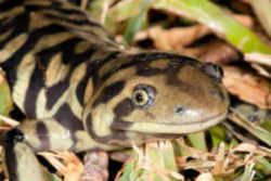 State Symbol: Kansas State Amphibian: Barred Tiger Salamander