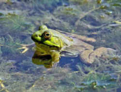 Oklahoma State Amphibian: Bull Frog