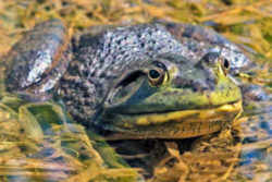 State Symbol: Bull Frog: Oklahoma State Amphibian