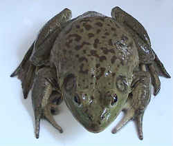 State Symbol: Ohio State Frog: Bullfrog