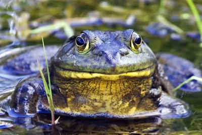 Frogs & Toads: American Bullfrog