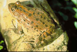 State Symbol: California State Amphibian: California red-legged frog