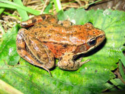 State Symbol: California State Amphibian: California red-legged frog