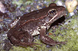 State Symbol: California State Amphibian: California red-legged frog