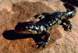 Eastern Tiger Salamander