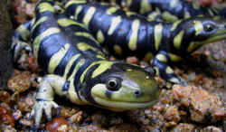 Illinois State Amphibian: Eastern Tiger Salamander