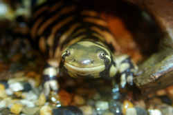 Illinois State Amphibian: Eastern Tiger Salamander