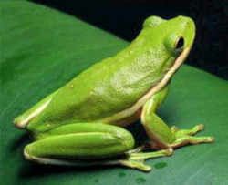 State Symbol: Georgia State Amphibian: Green Tree Frog