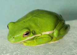 State Symbol: Georgia State Amphibian: Green Tree Frog