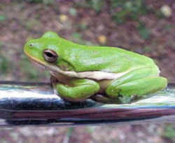 State Symbol: Louisiana State Amphibian: Green Tree Frog 