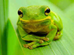 State Symbol: Louisiana State Amphibian: Green Tree Frog 