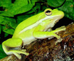 State Symbol: Louisiana State Amphibian: Green Tree Frog 