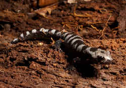 State Symbol: North Carolina State Salamander: Marbled Salamander