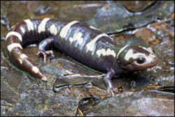 State Symbol: North Carolina State Salamander: Marbled Salamander