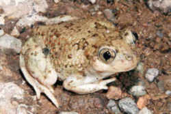 State Symbol: New Mexico State Amphibian: New Mexico Spadefoot Toad