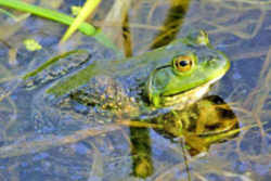 State Symbol: Missouri State Amphibian: North American Bullfrog