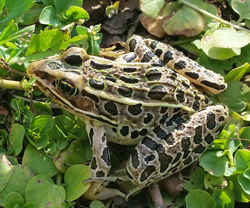 State Symbol: Vermont State Amphibian: Northern Leopard Frog