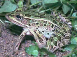 State Symbol: Vermont State Amphibian: Northern Leopard Frog