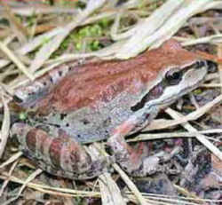 Washington State Amphibian: Pacific Chorus Frog