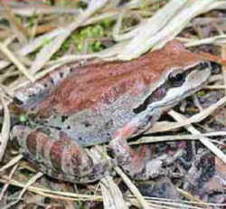 Washington State Amphibian: Pacific Chorus Frog
