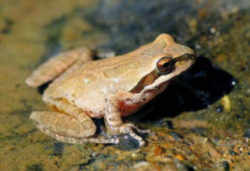 Washington State Amphibian: Pacific Chorus Frog