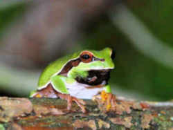 State Symbol: North Carolina State Frog: Pine Barrens Tree Frog