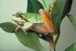 State Symbol: North Carolina State Frog: Pine Barrens Tree Frog