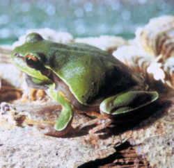 State Symbol: North Carolina State Frog: Pine Barrens Tree Frog