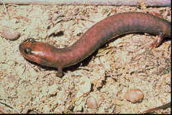 State Symbol: Alabama State Amphibian: Red Hills Salamander