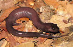 State Symbol: Alabama State Amphibian: Red Hills Salamander