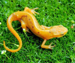 New Hampshire State Amphibian: Spotted Newt