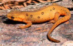 New Hampshire State Amphibian: Spotted Newt