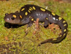 State Symbol: Ohio State Amphibian: Spotted Salamander