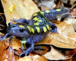 State Symbol: Ohio State Amphibian: Spotted Salamander