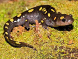 State Symbol: South Carolina State Amphibian: Spotted Salamander