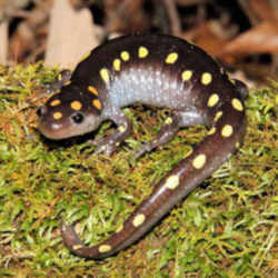State Symbol: South Carolina State Amphibian: Spotted Salamander