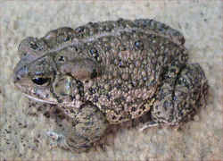 State Symbol: Texas State Amphibian: Texas Toad